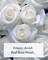 REAL Rose Petals, Pearl White Freeze-Dried Petals Biodegradabel Wedding Natural Confetti, Perfectly Preserved Flower Petals